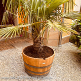 Pflanzkübel-mit-Palme